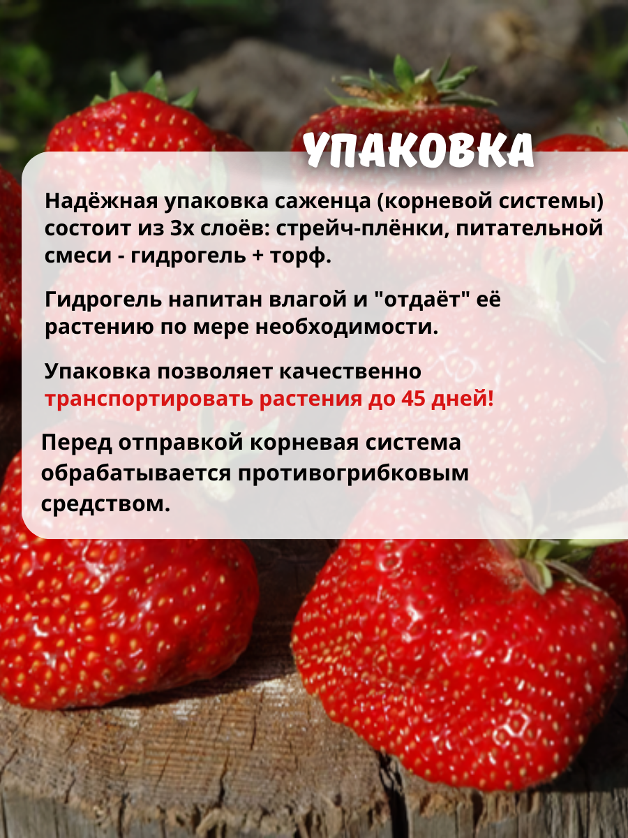 Клубника Черный Принц (ремонтантная) (5 Шт) | Купить саженцы в питомнике  Мир Садовод, Крым